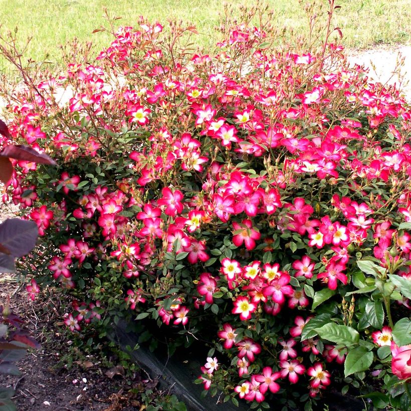 Rosal Star Profusion - Rosal tapizante (Porte)