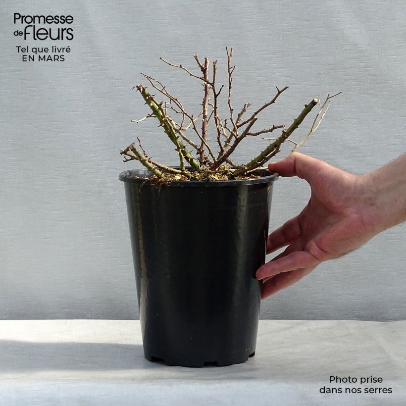 Rosal Tapis Rouge Interop - Rosal tapizante Maceta 2L/3L Ejemplar entregado en la primavera