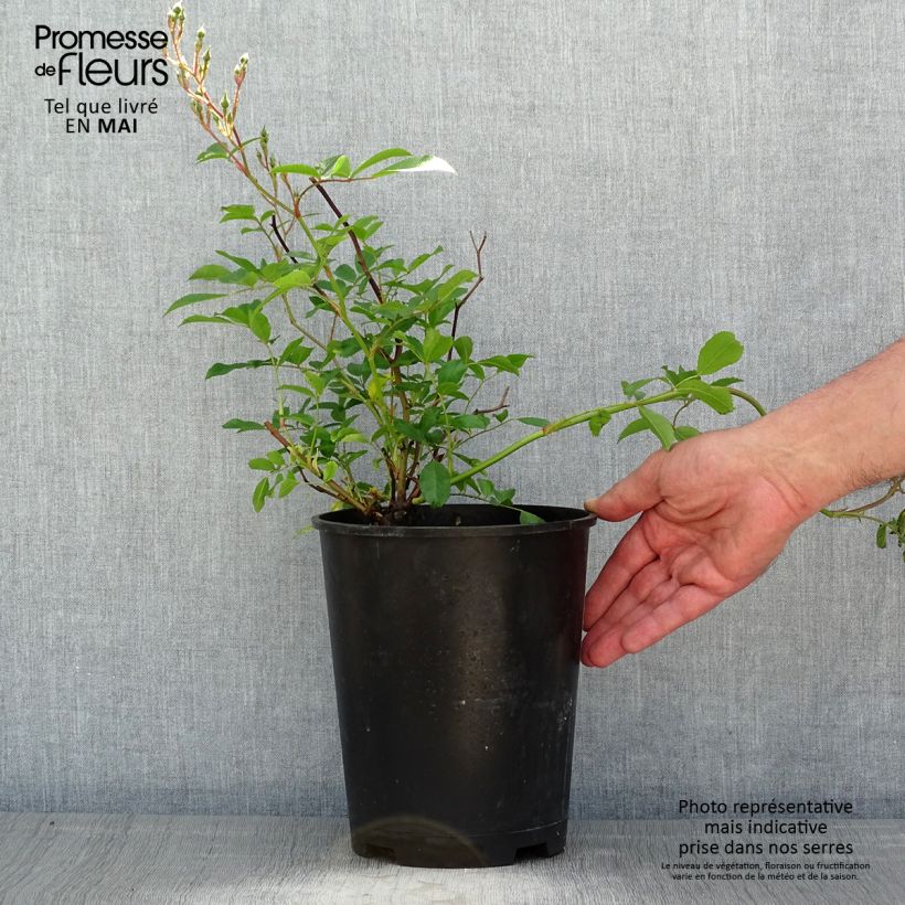 Rosal Tapis Volant - Rosal tapizante Maceta 4L/5L Ejemplar entregado en la primavera