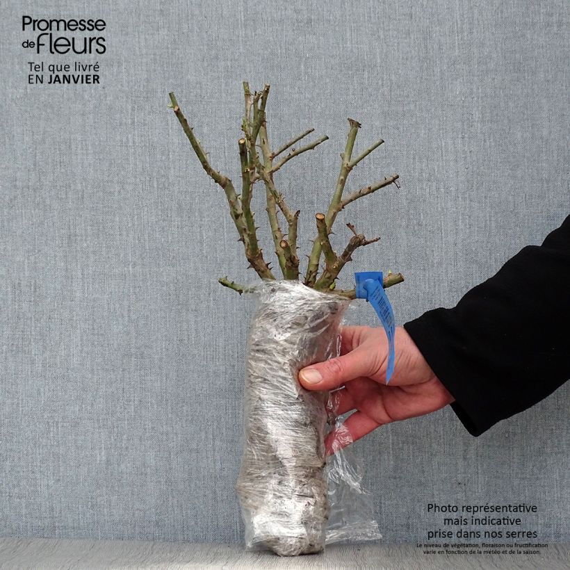 Rosal Tapis Volant - Rosal tapizante Raíz desnuda Ejemplar entregado en invierno
