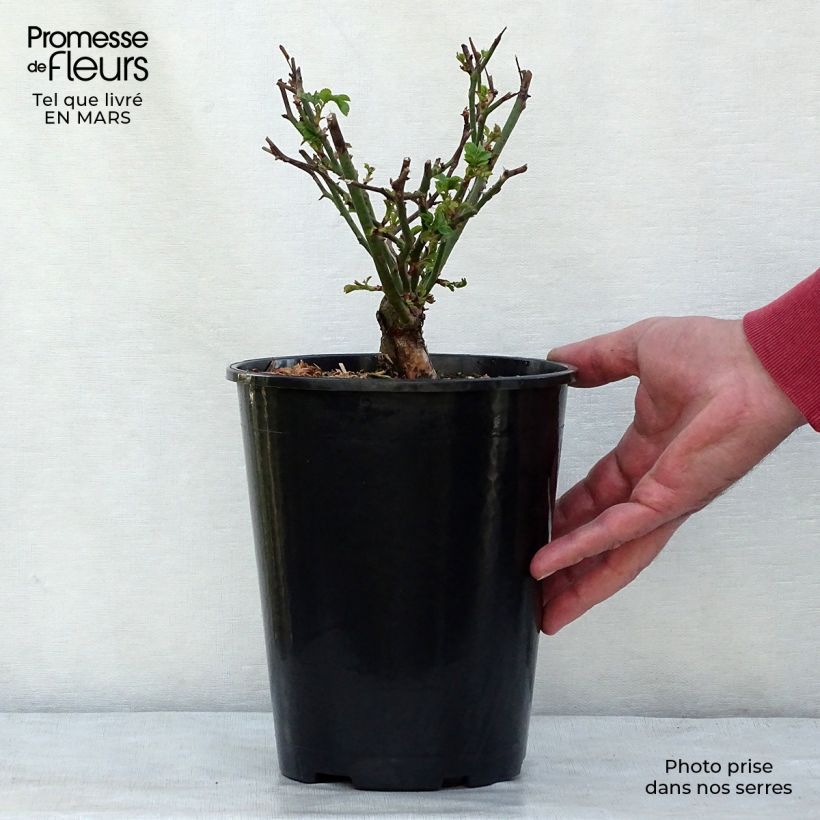 Rosal The Fairy - Rosal tapizante Maceta 4L/5L Ejemplar entregado en invierno