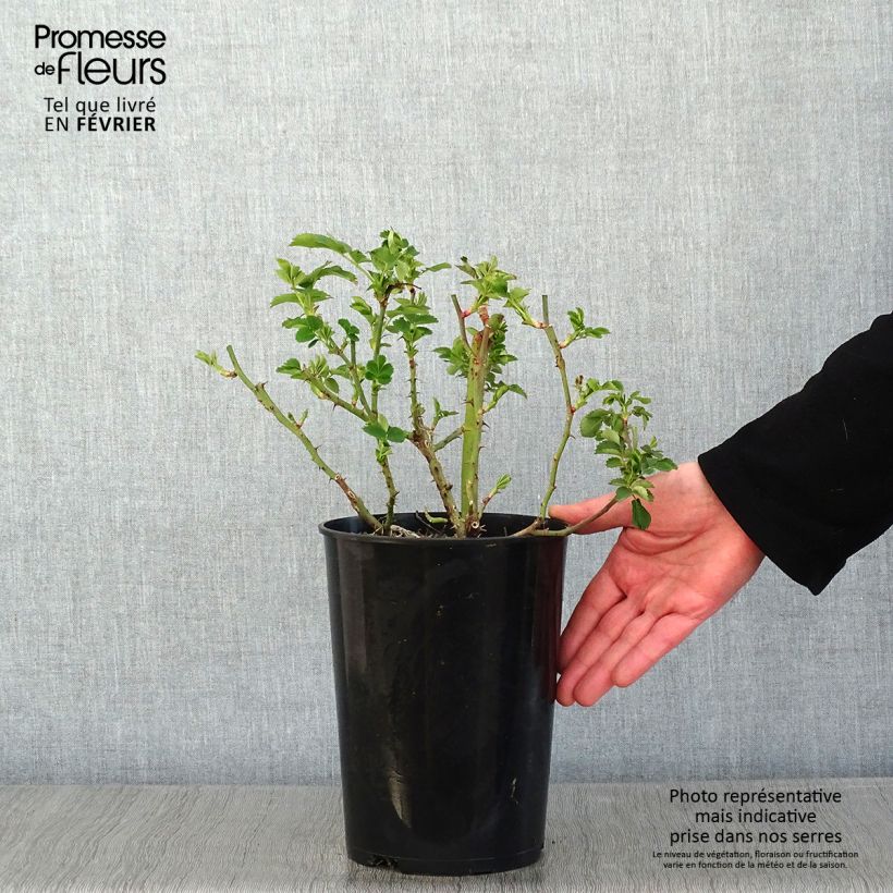 Rosal Weg der Sinne - Rosal tapizante Maceta 2L/3L Ejemplar entregado en invierno