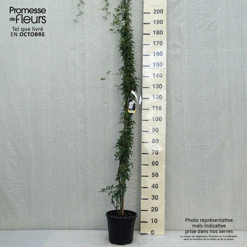 Ejemplar de Rosa banksiae var. banksiae Alba Plena - Rosal de Banksia Maceta 6L/7L entregado en otoño