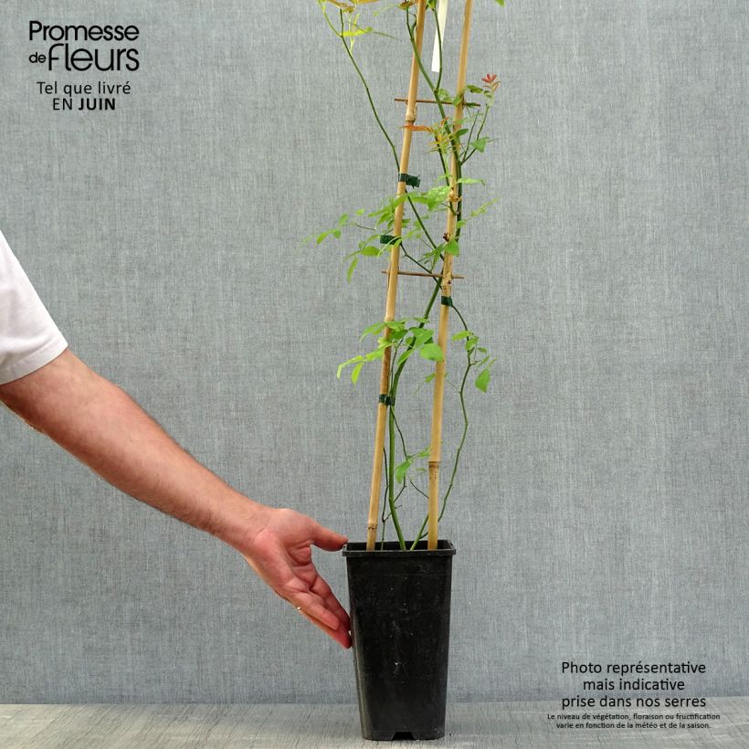 Rosa banksiae var. banksiae Alba Plena - Rosal de Banksia Maceta 2L/3L Ejemplar entregado en la primavera