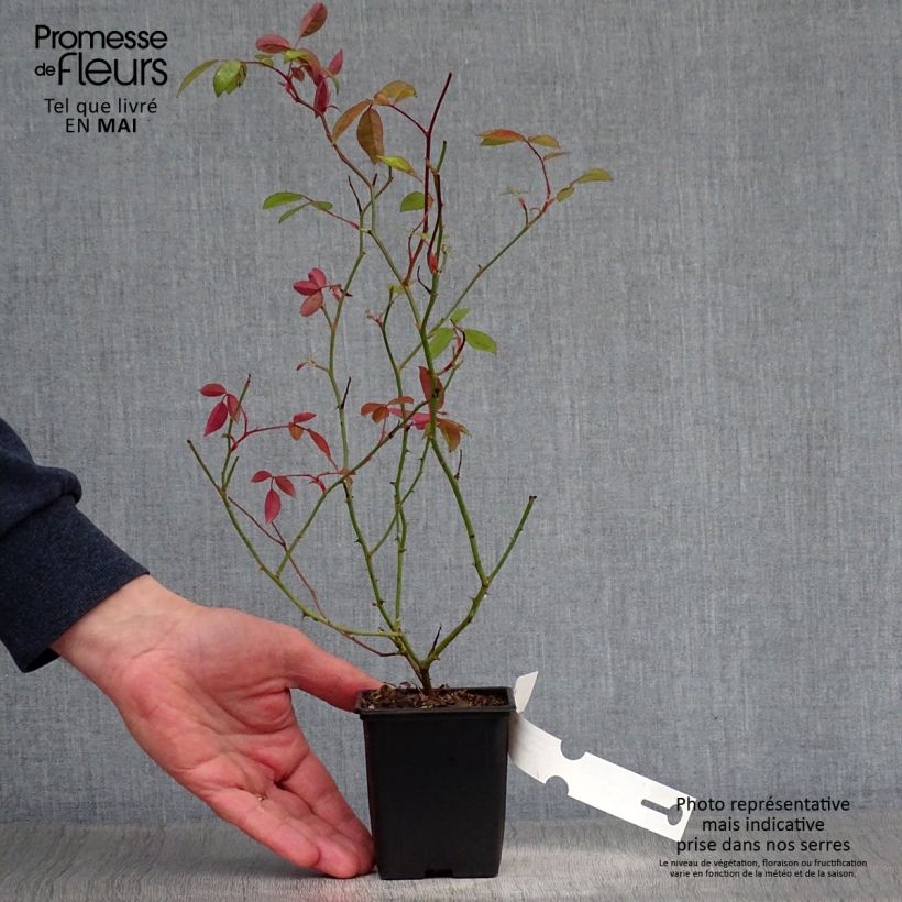 Rosa banksiae Lutea - Rosal de Banksia Maceta de 8/9 cm Ejemplar entregado en la primavera