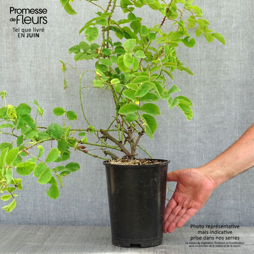 Rosa damascena - Rosa de Damasco Maceta 4L/5L Ejemplar entregado en la primavera