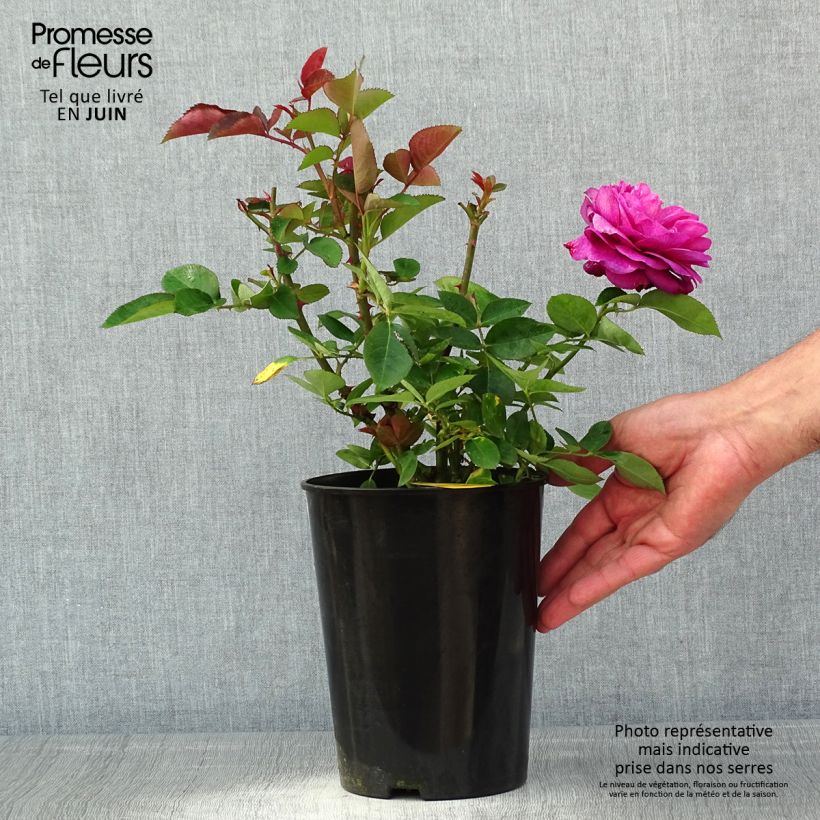 Rosa polyantha Heidi Klum - Rosal de flores agrupadas Maceta 4L/5L Ejemplar entregado en la primavera