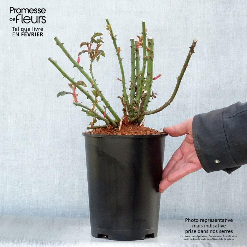 Rosal Alibaba - Rosal trepador Maceta 4L/5L Ejemplar entregado en invierno