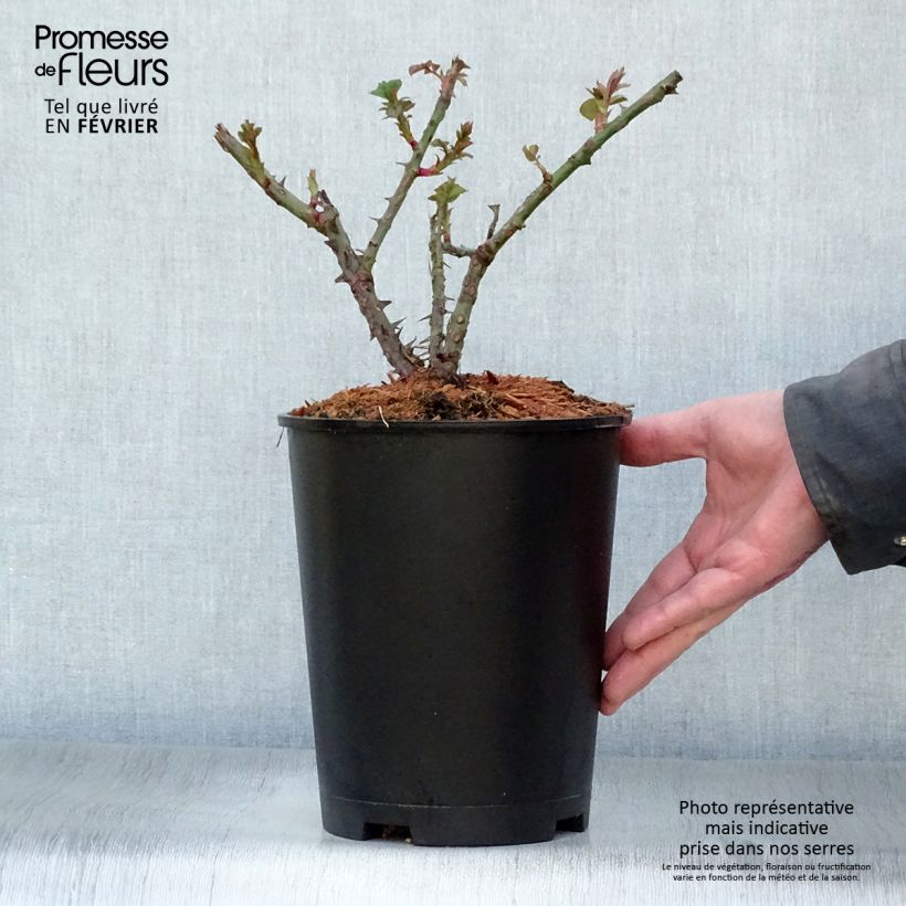 Rosal Aloha ancien - Rosal trepador antiguo Maceta 4L/5L Ejemplar entregado en invierno