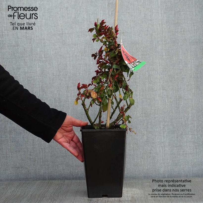 Rosal Amadeus - Rosal trepador Maceta 4L/5L Ejemplar entregado en invierno