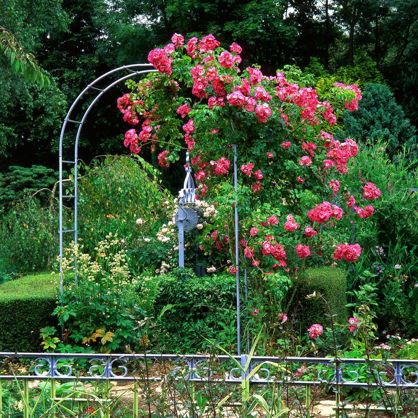 Rosal American Pillar - Rosal trepador (Porte)