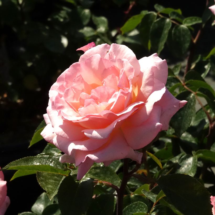 Rosal Compassion - Rosal trepador (Floración)