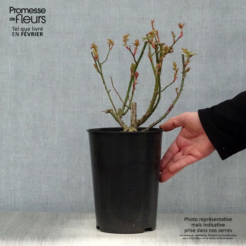 Rosal Blaze Superior - Rosal trepador Maceta 4L/5L Ejemplar entregado en invierno