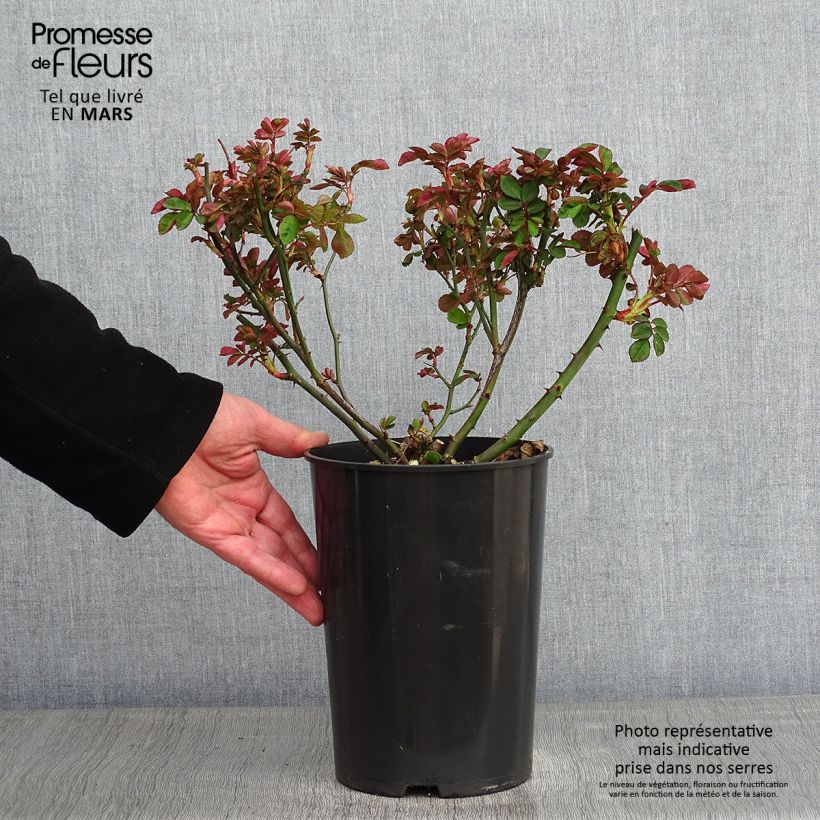 Rosal Clair Matin - Rosal trepador Maceta 4L/5L Ejemplar entregado en invierno