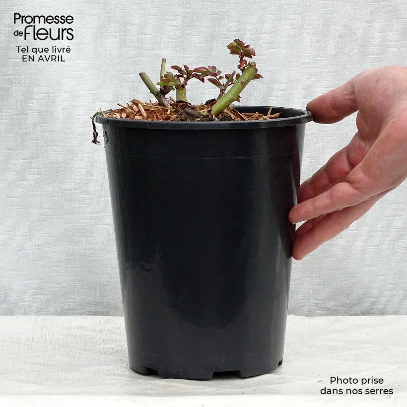 Rosal Clair Matin - Rosal trepador Maceta 4L/5L Ejemplar entregado en la primavera