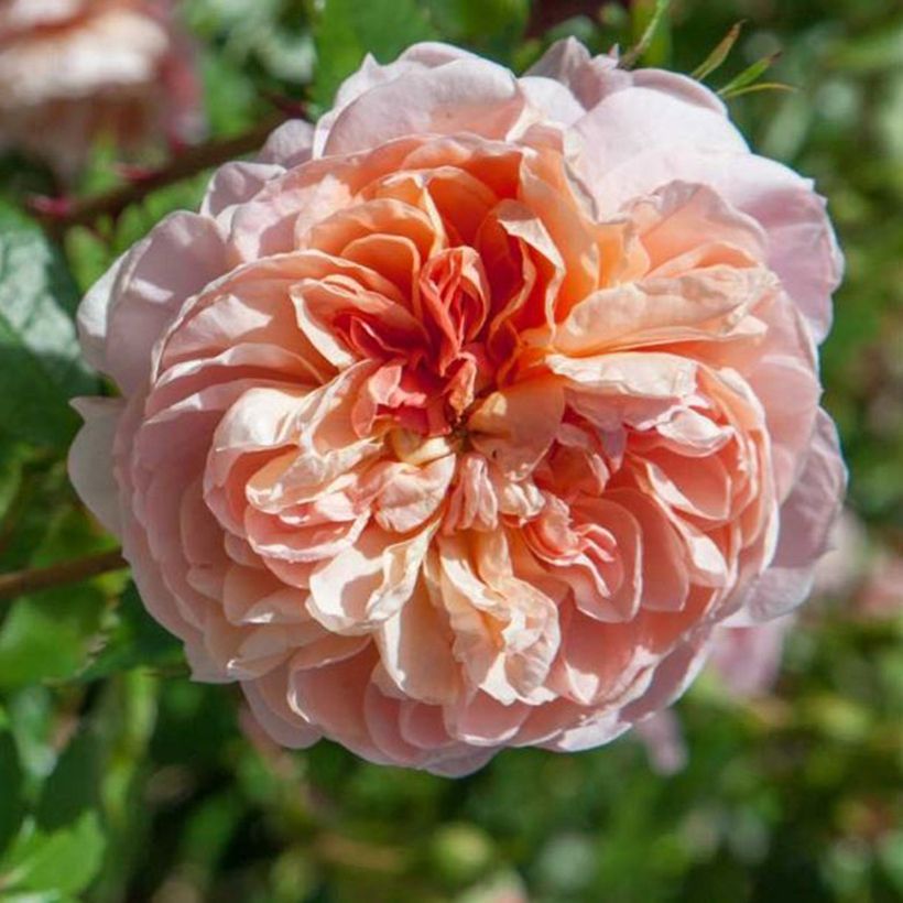 Rosal Colette - Rosal trepador (Floración)