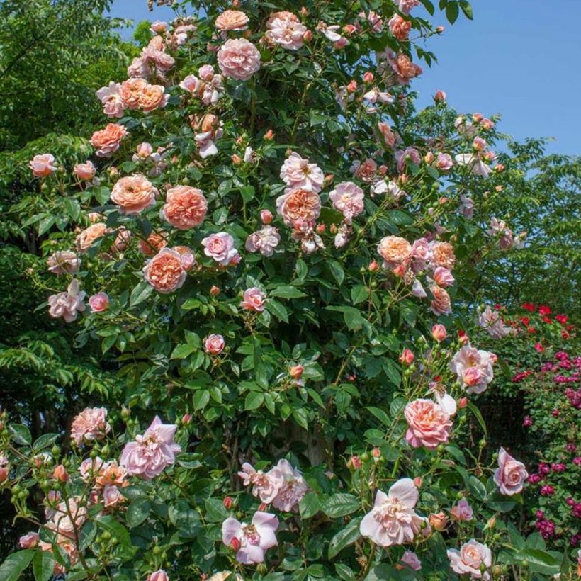 Rosal Colette - Rosal trepador (Porte)