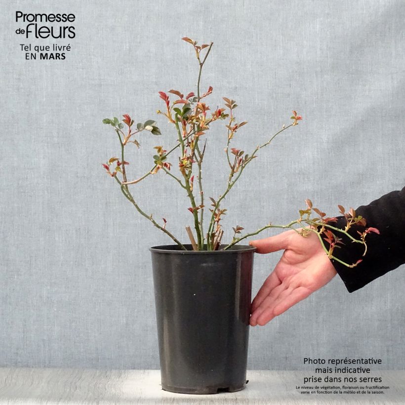 Rosal Coral Dawn - Rosal trepador Maceta 4L/5L Ejemplar entregado en la primavera