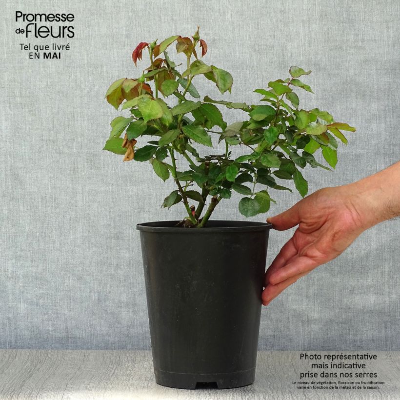 Rosal Cyclamen Pierre de Ronsard - Rosal trepador Maceta 4L/5L Ejemplar entregado en la primavera