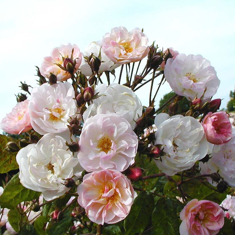 Rosal Dentelle de Malines lenfiro - Rosal trepador (Floración)