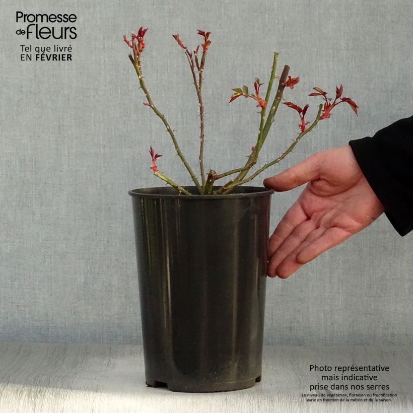 Rosal Dortmund - Rosal trepador Maceta 4L/5L Ejemplar entregado en invierno