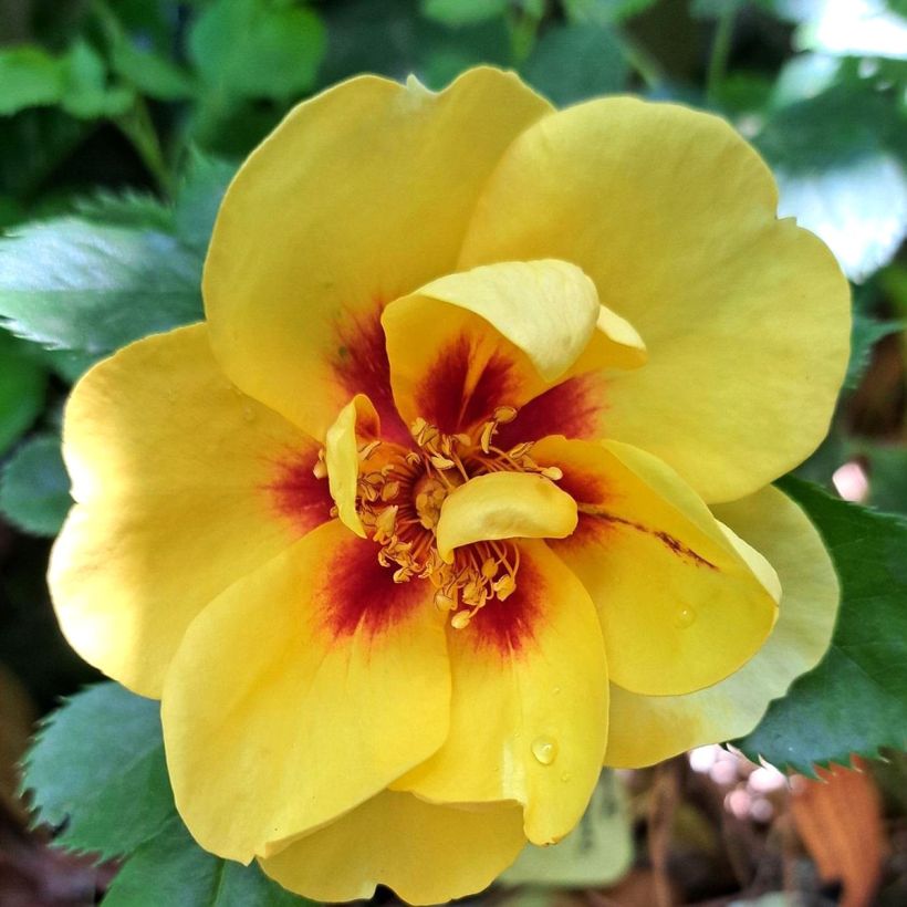 Rosal Eyeconic - Rosal trepador (Floración)