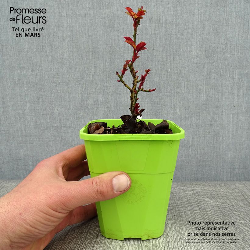 Rosal Florentina - Rosal trepador Maceta 4L/5L Ejemplar entregado en invierno