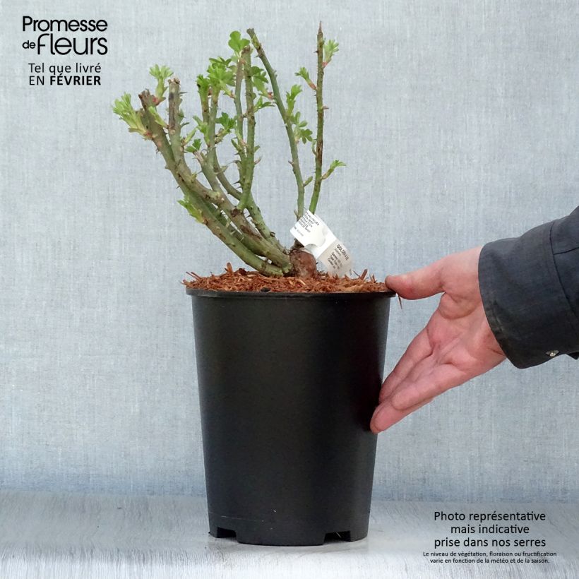 Rosal Golden Age - Rosal trepador Maceta 4L/5L Ejemplar entregado en invierno