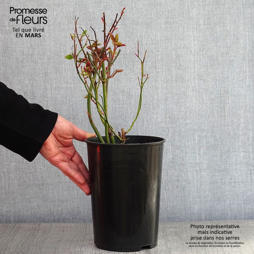 Rosal Golden Showers - Rosal trepador Maceta 4L/5L Ejemplar entregado en invierno