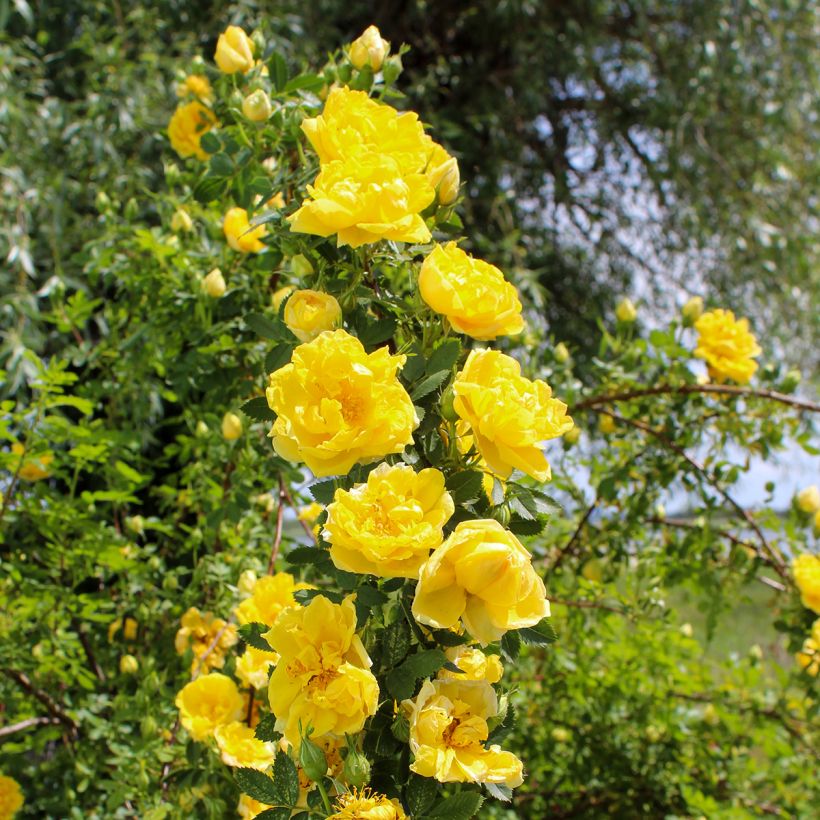 Rosal Golden Showers - Rosal trepador (Porte)