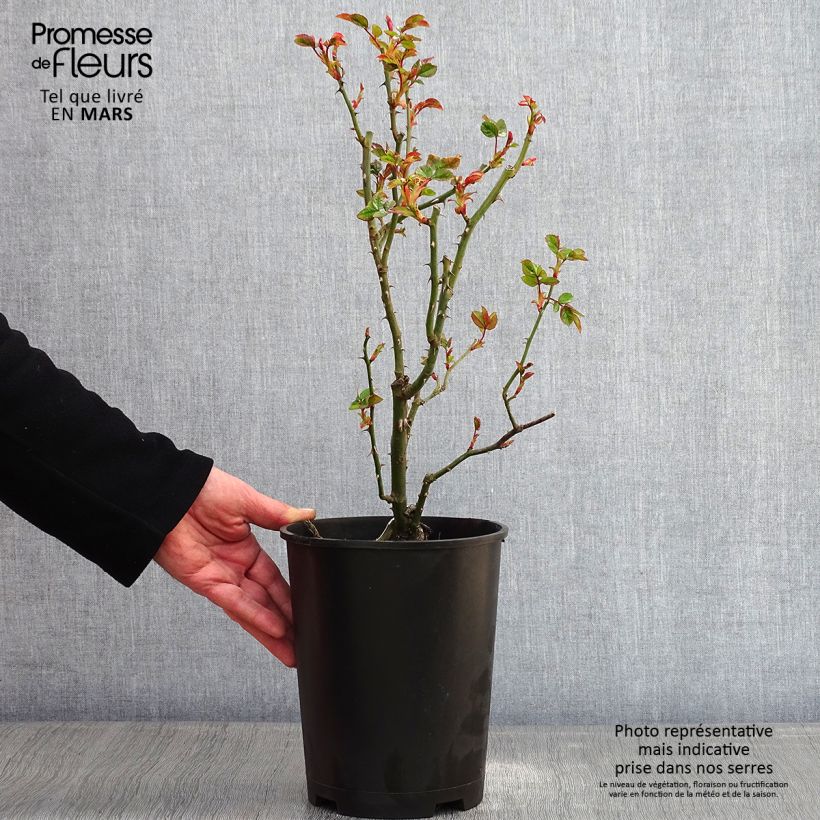 Rosal Goldfassade - Rosal trepador Maceta 4L/5L Ejemplar entregado en invierno