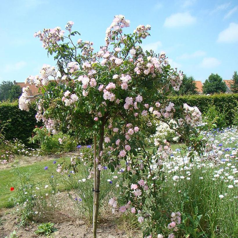 Rosal Guirlande Rose - Rosal trepador (Porte)