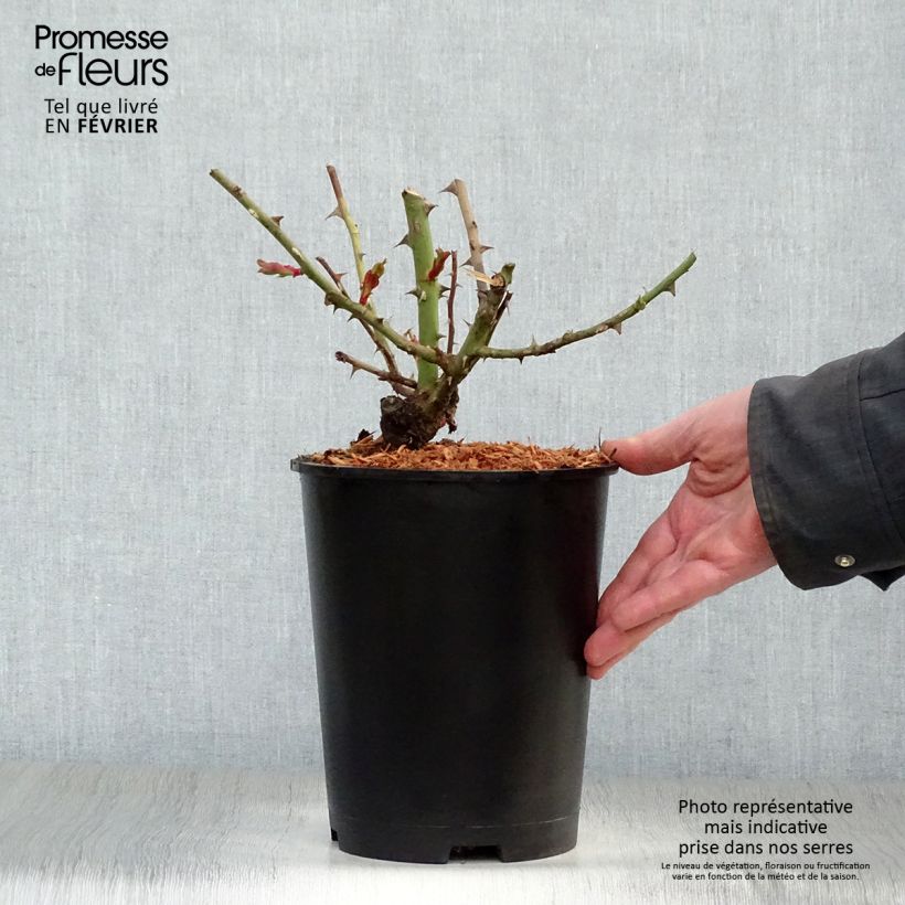 Rosal Hanabi - Rosal trepador Maceta 4L/5L Ejemplar entregado en invierno