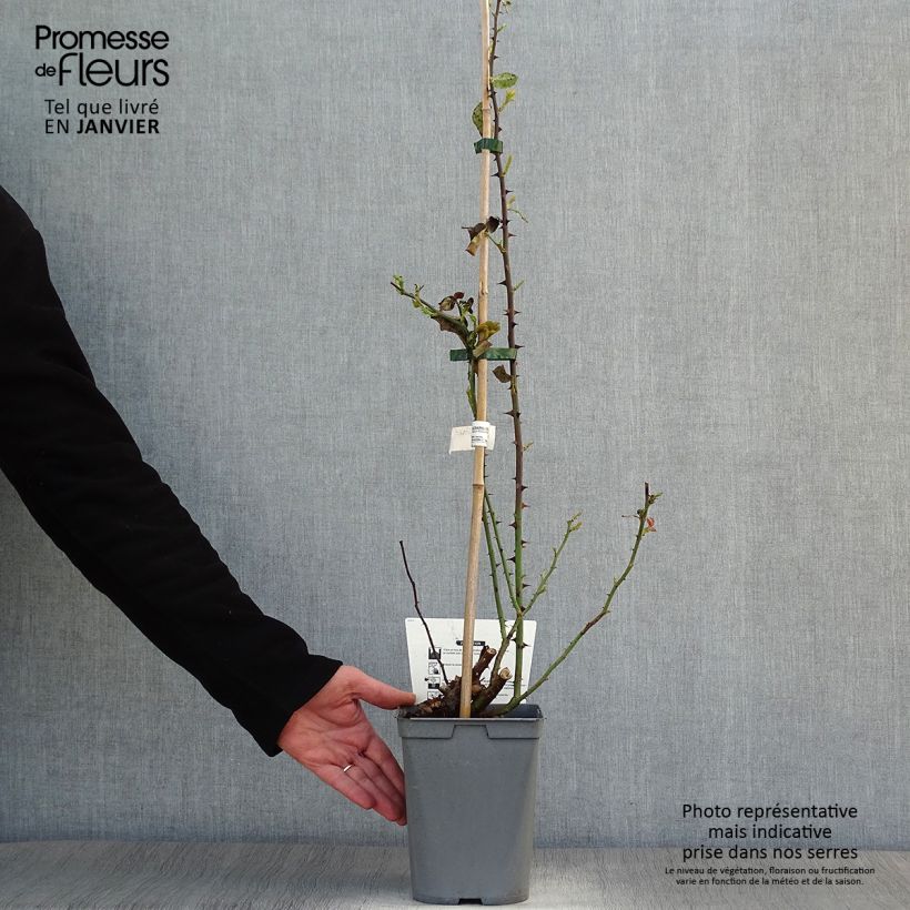 Rosal Julie Andrieu - Rosal trepador Maceta 3L/4L Ejemplar entregado en invierno