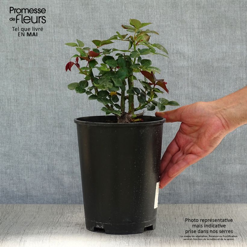 Rosal Le Grand Huit - Rosal trepador Maceta 4L/5L Ejemplar entregado en la primavera