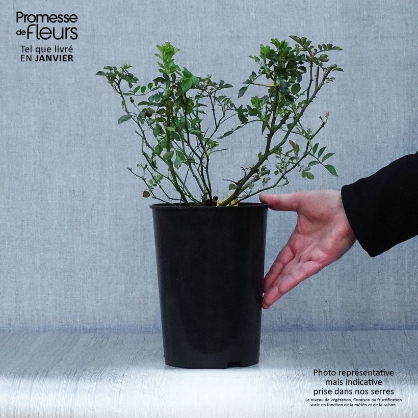 Rosal Libertas - Rosal trepador Maceta 4L/5L Ejemplar entregado en invierno