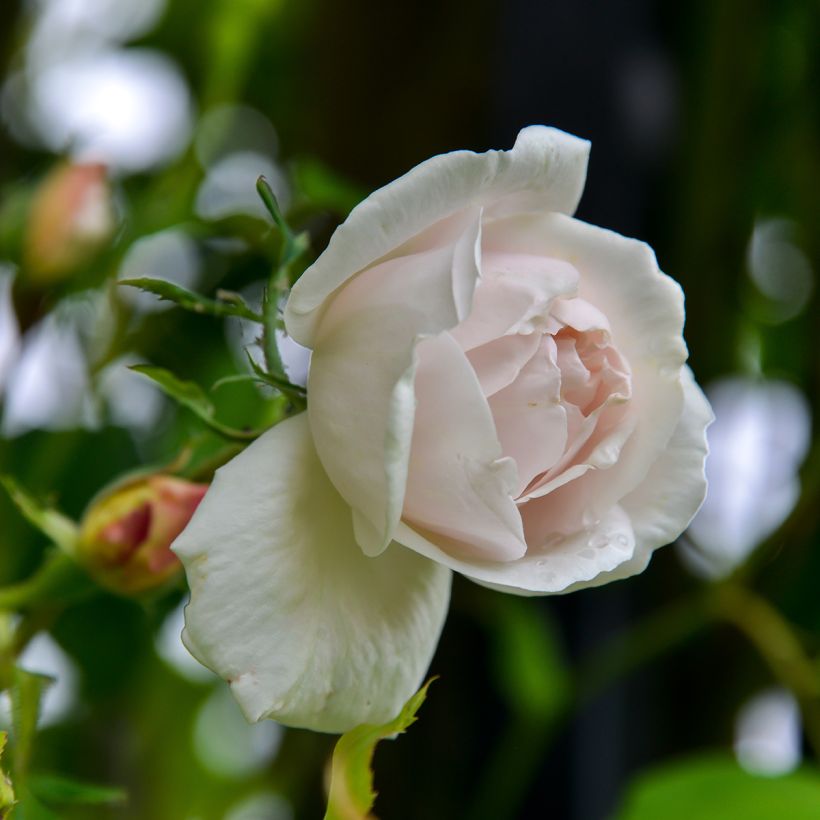 Rosal Madame Alfred Carrière - Rosal trepador (Floración)