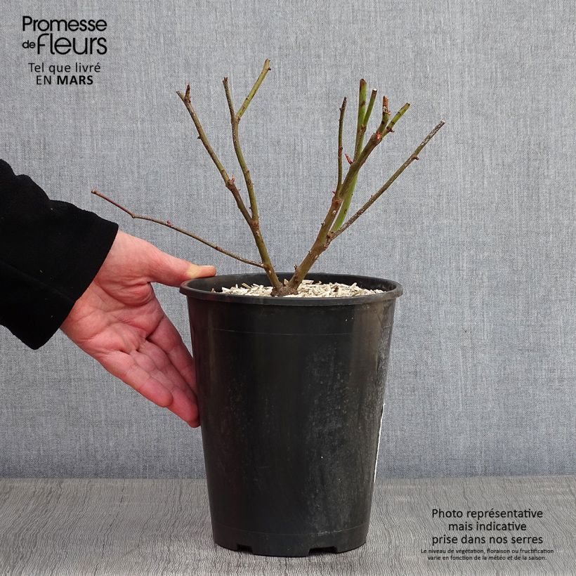 Rosal Madame Alfred Carrière - Rosal trepador Maceta 4L/5L Ejemplar entregado en invierno