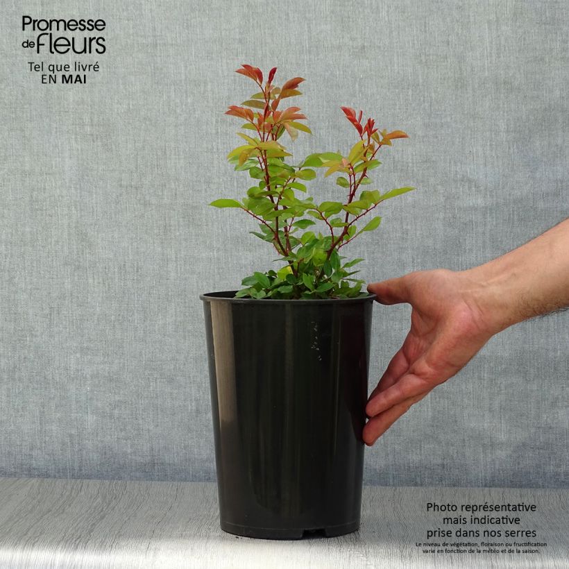 Rosal Mermaid - Rosal trepador Maceta 3L/4L Ejemplar entregado en la primavera