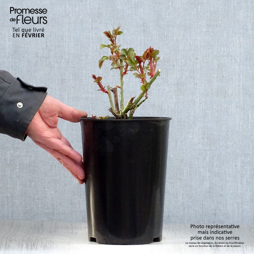 Rosal Mini Eden Rose - Rosal trepador Maceta 4L/5L Ejemplar entregado en invierno