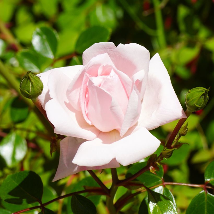 Rosal New Dawn - Rosal trepador (Floración)