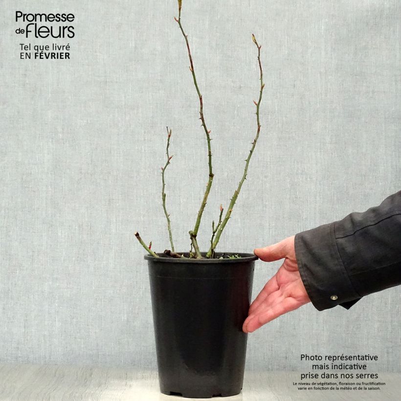 Rosal New Dawn - Rosal trepador Maceta 4L/5L Ejemplar entregado en invierno