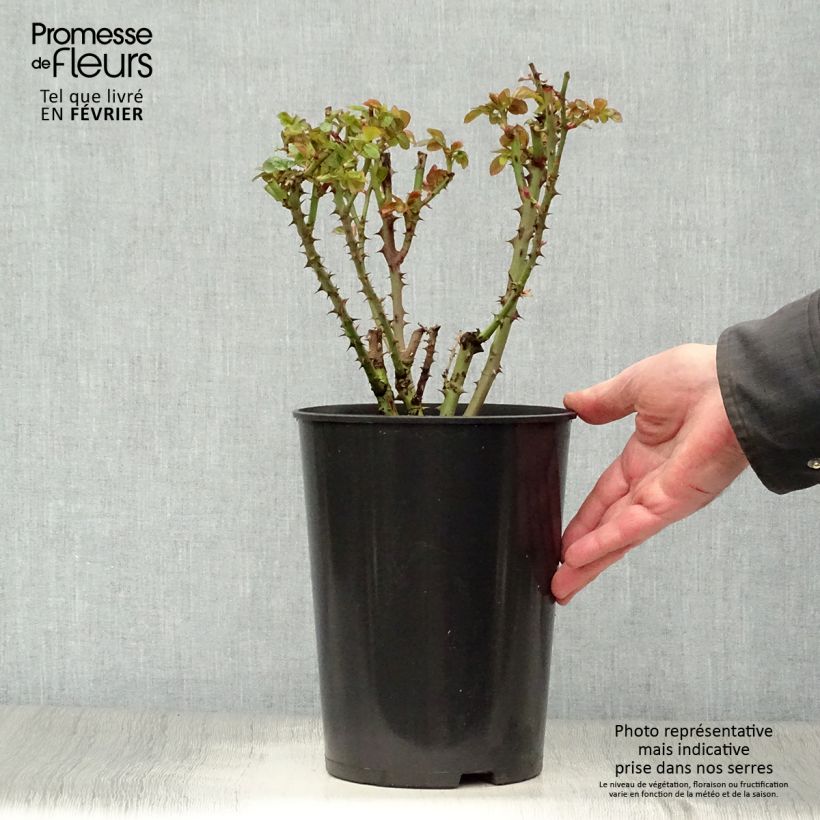 Rosal Ozeana - Rosal trepador Maceta 4L/5L Ejemplar entregado en invierno