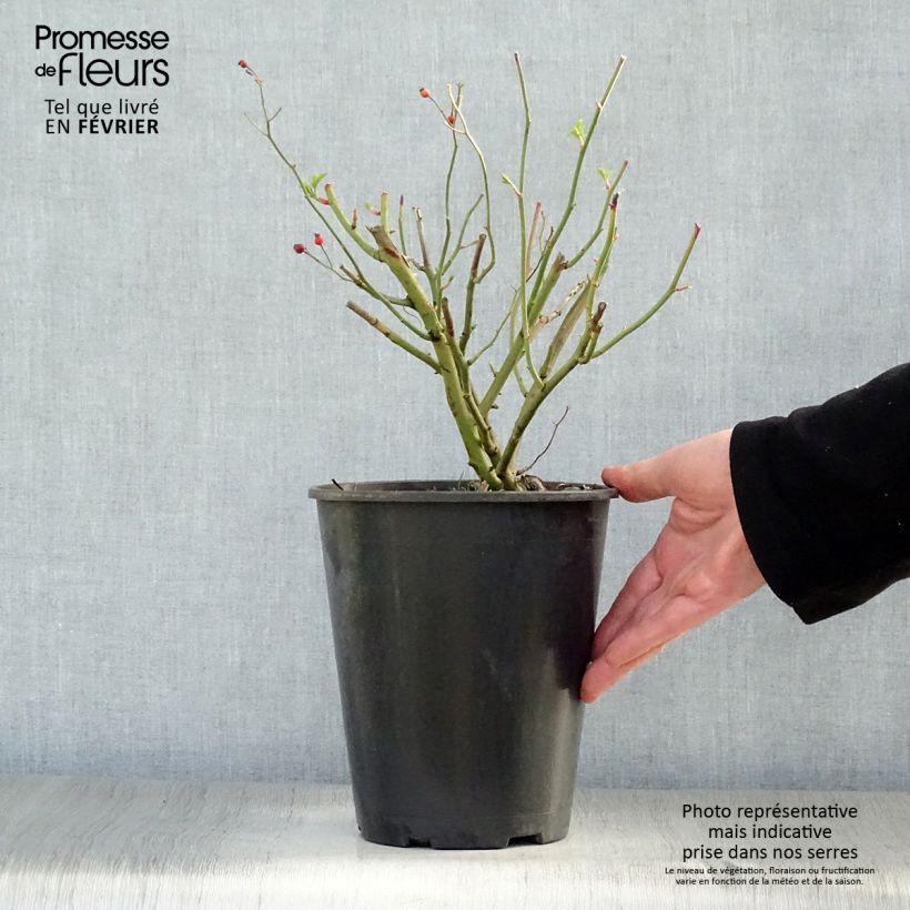 Rosal Perennial Blue - Rosal trepador Maceta 4L/5L Ejemplar entregado en invierno