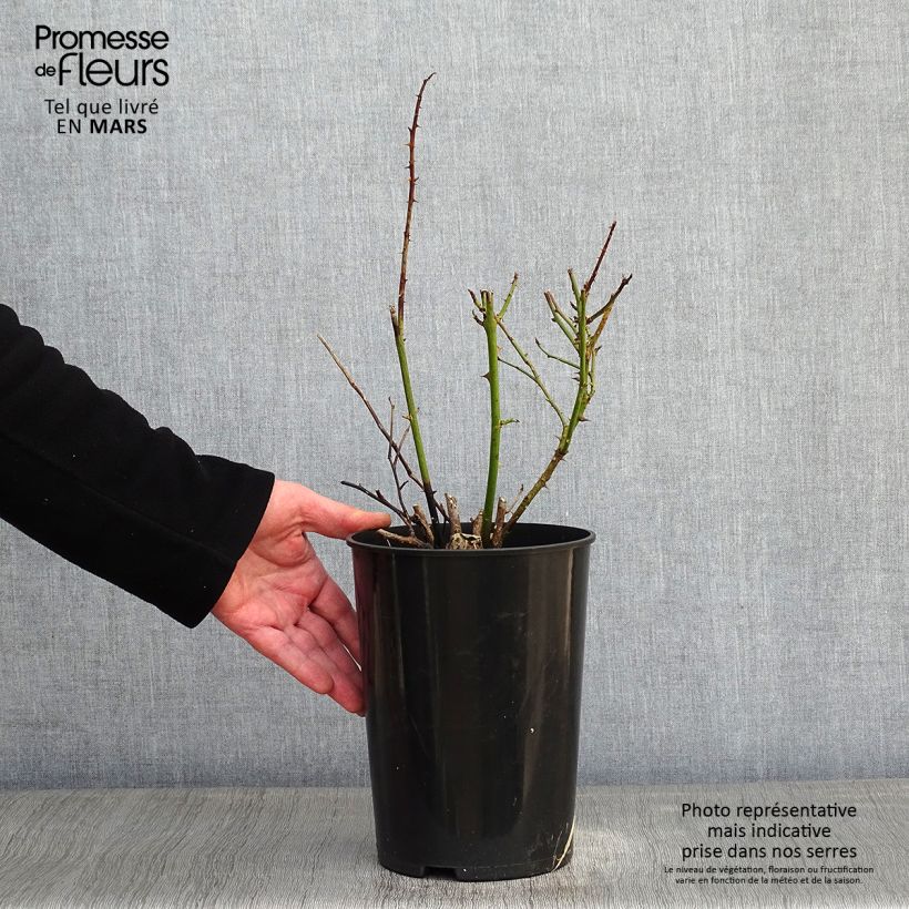 Rosal Polka - Rosal trepador Maceta 4L/5L Ejemplar entregado en invierno