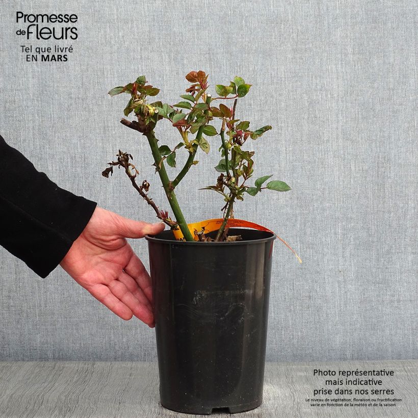 Rosal Red Eden Rose - Rosal trepador Maceta 4L/5L Ejemplar entregado en invierno