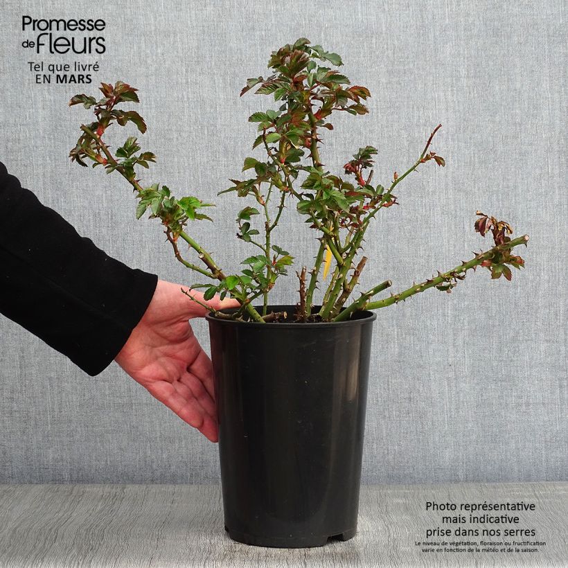 Rosal Rosalrium Uetersen - Rosal trepador Maceta 4L/5L Ejemplar entregado en invierno
