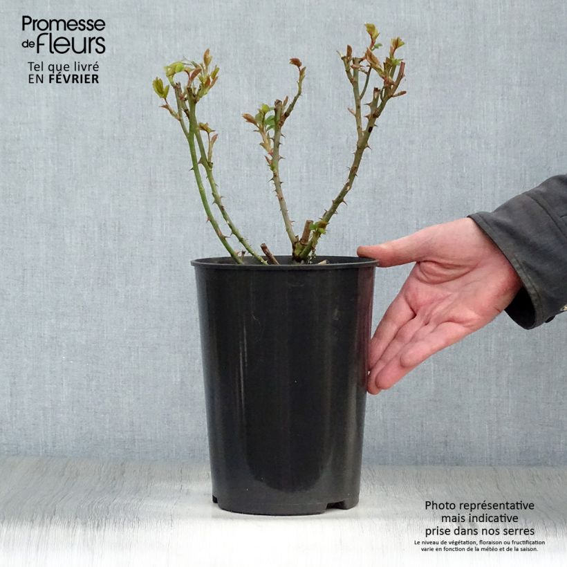 Rosal Klettermaxe - Rosal trepador Maceta 4L/5L Ejemplar entregado en invierno