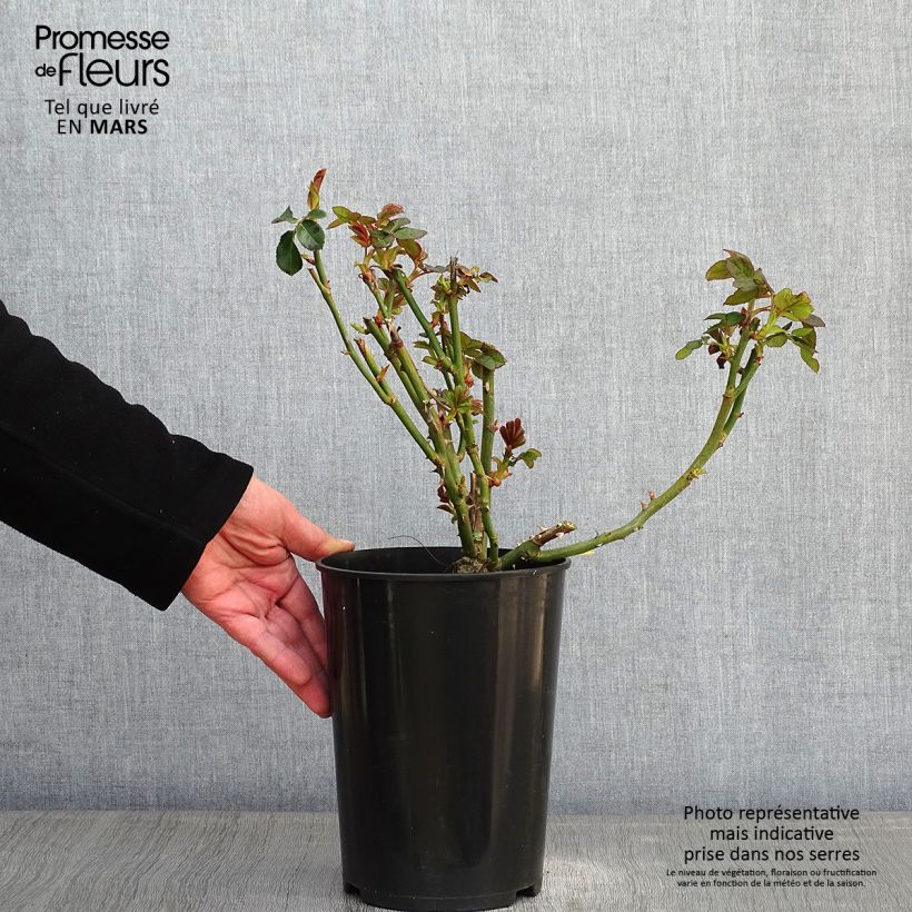 Rosal Schneewalzer - Rosal trepador Maceta 4L/5L Ejemplar entregado en invierno