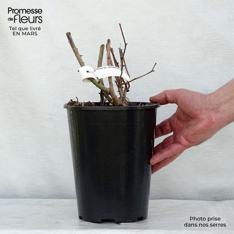 Rosal Sénégal - Rosal trepador Maceta 4L/5L Ejemplar entregado en la primavera